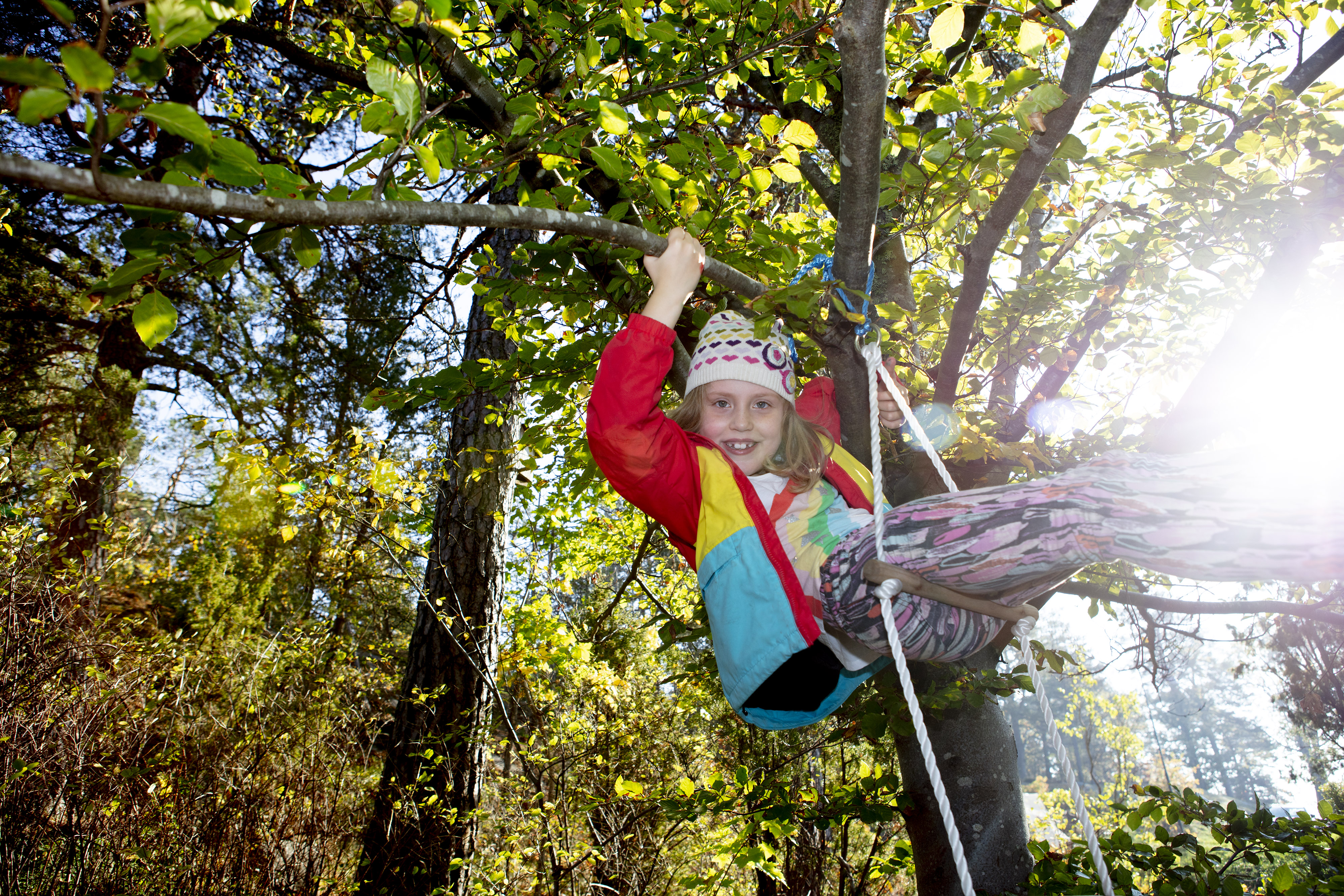Ett barn i 7-års åldern som klättrar och hänger i ett träd. Fotografi. 