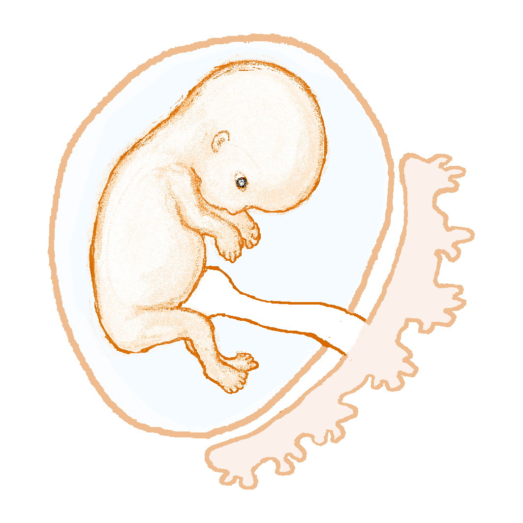 Embryo vecka 9. Illustration. 