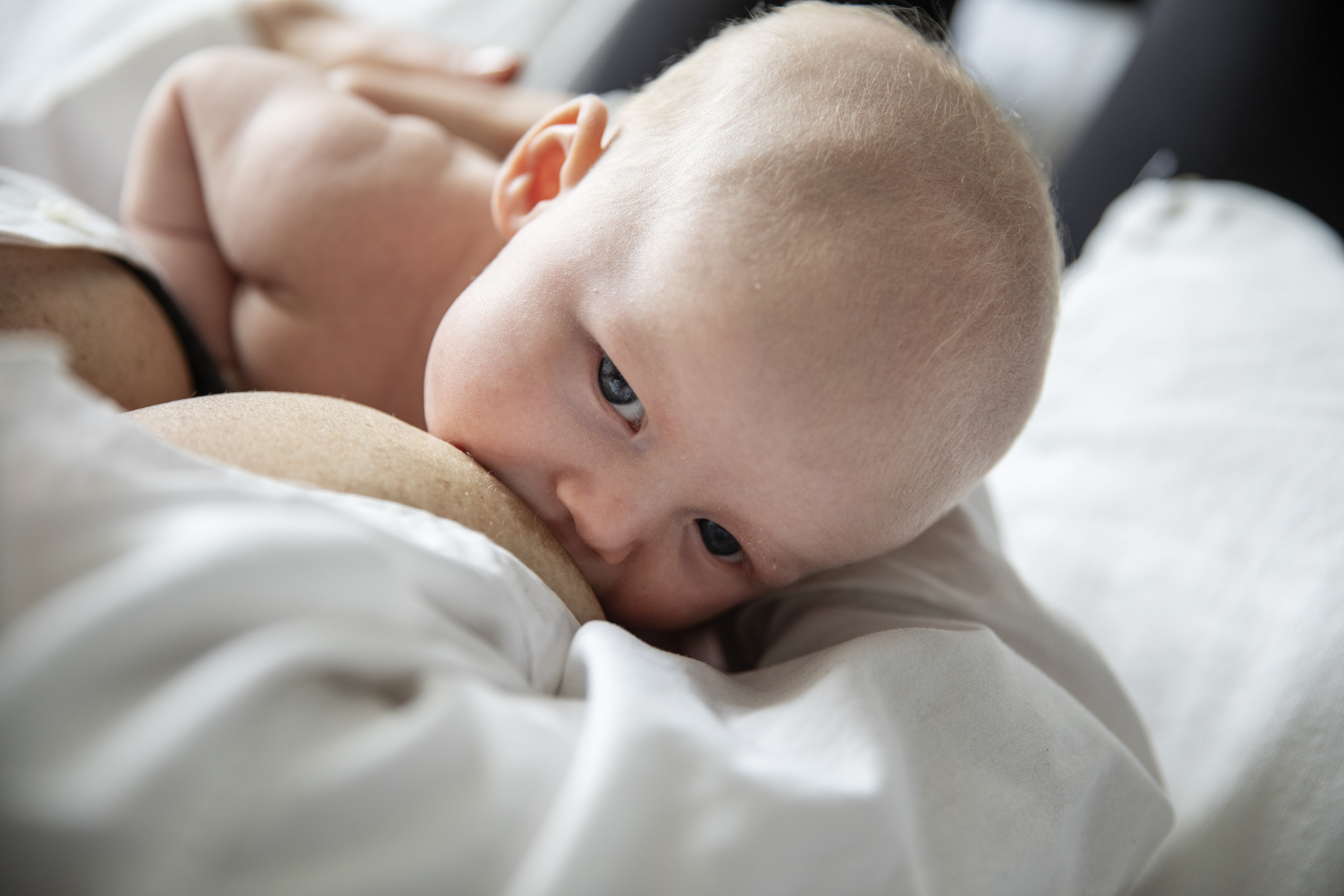 Bebis som ammar från bröst. Fotografi.