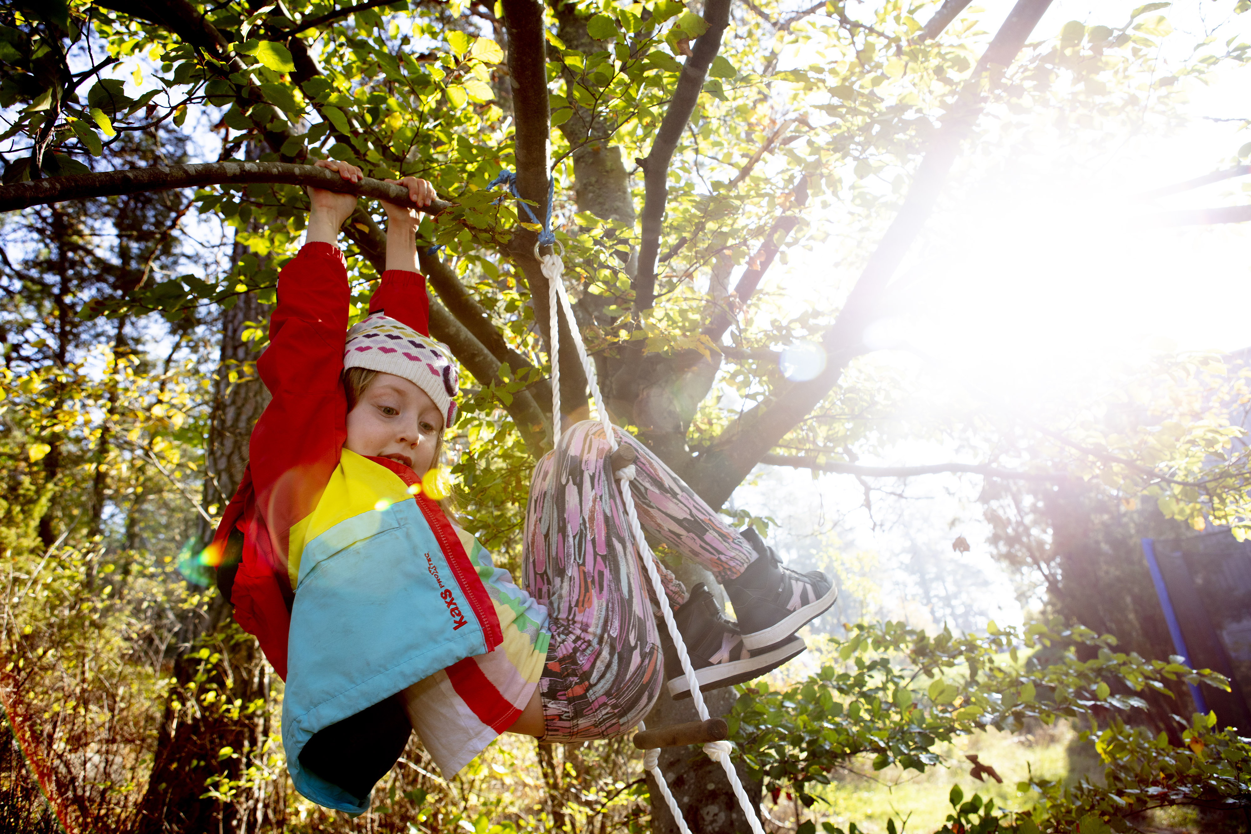 Sjuåring som klättrar i ett träd. Fotografi. 
