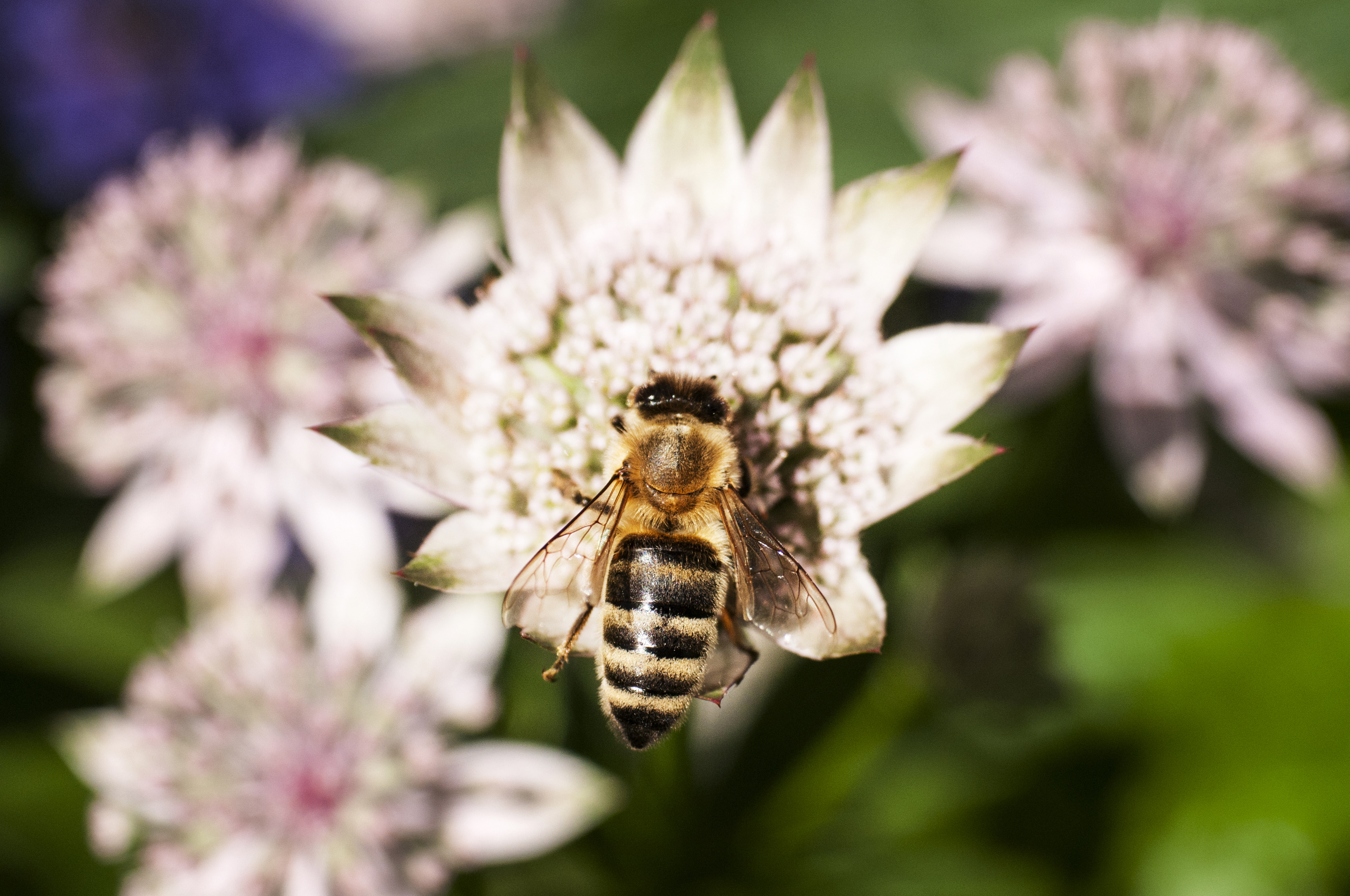 Ett bi på en blomma. Fotografi. 