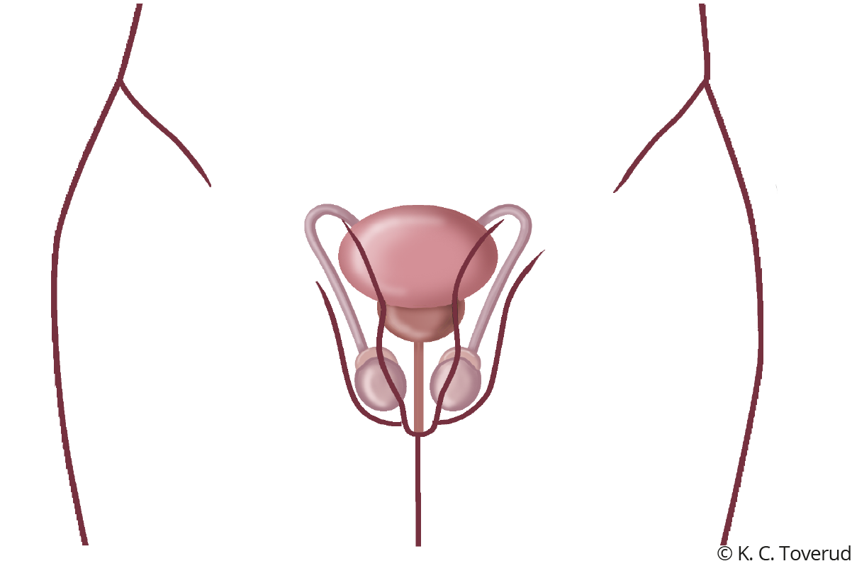 vulva puberteten av