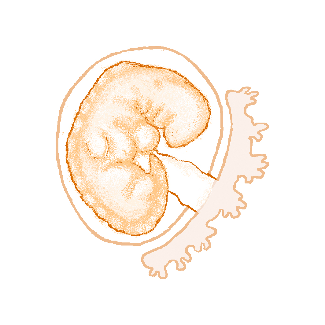 Embryo vecka 06. Illustration. 