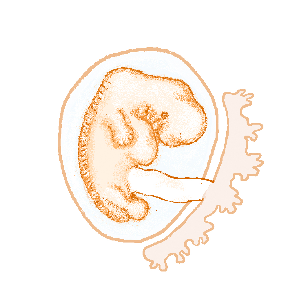 Embrya vecka 7. Illustration. 