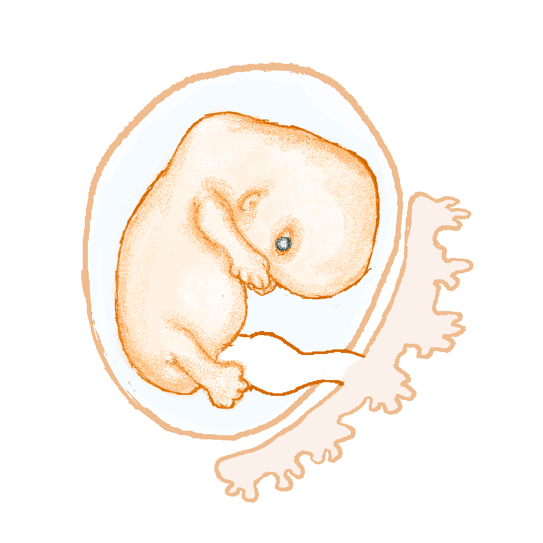 Embryo vecka 8. Illustration. 