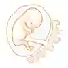 Embryo vecka 9. Illustration. 