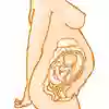 Gravid persons livmoder i genomskärning vecka 28. Illustration. 