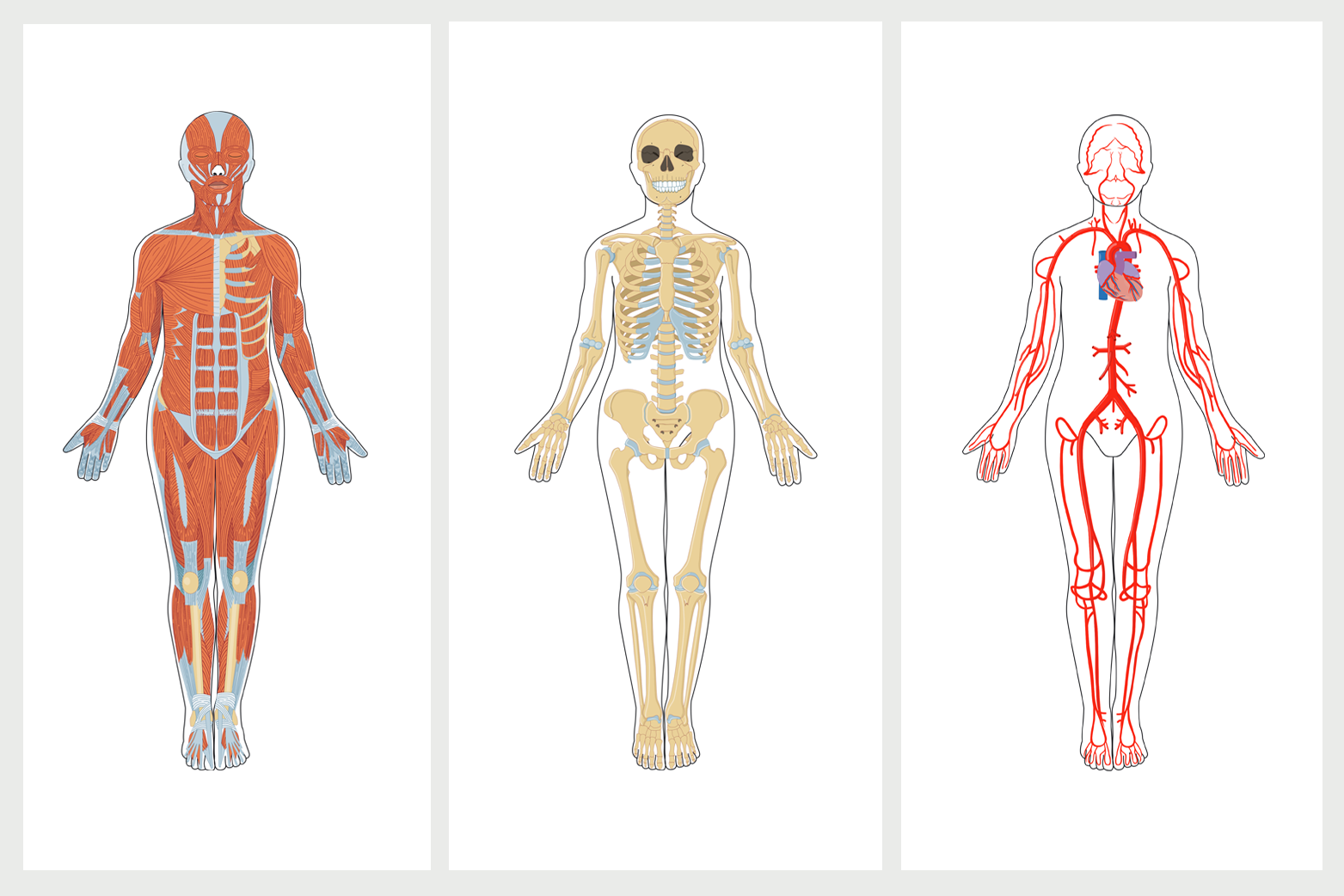 Muskler, skelett och blodsystemet i en tredelad bild. Illustration. 