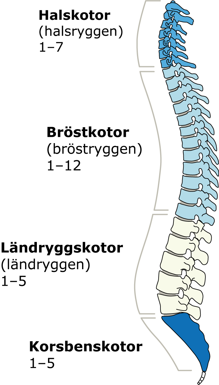 Beskrivning av ryggradens delar