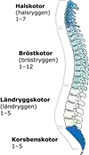 Bild som visar ryggraden