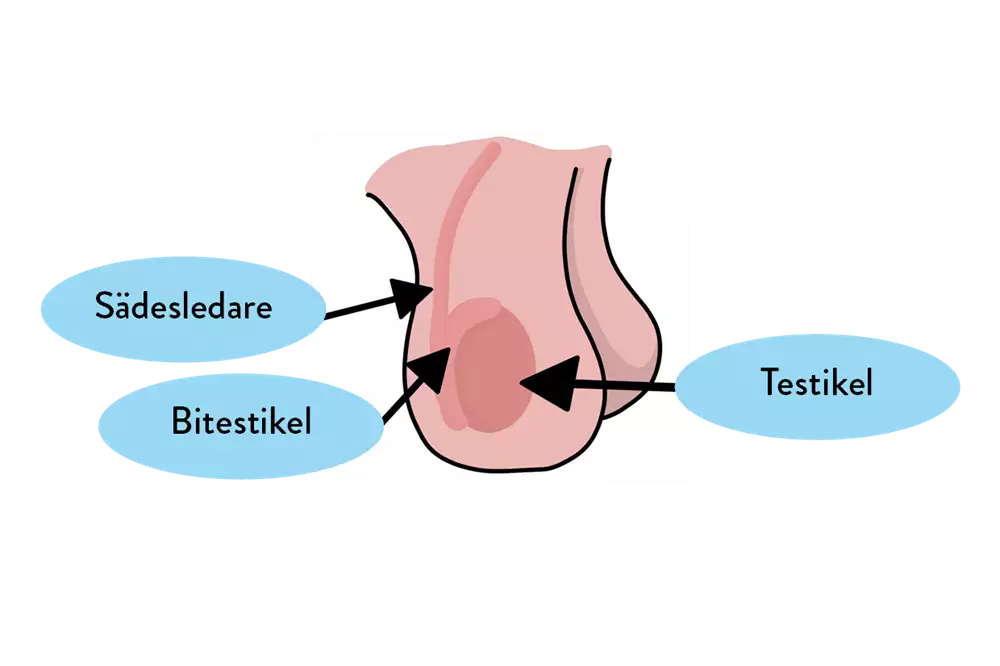 Lokalisera bitestikeln och sädesledaren som befinner sig bakom testikeln. Testikeln bör kännas jämn.