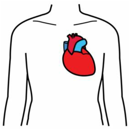 Hjärtat inuti en kropp