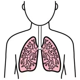 Illustration över lungor