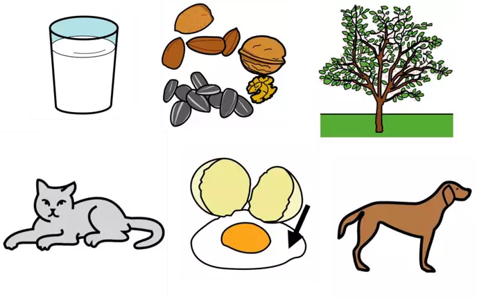 Illustration över ett glas mjölk, ägg, en katt, en hund, ett träd, nötter