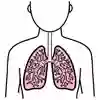 Illustration över en persons lungor