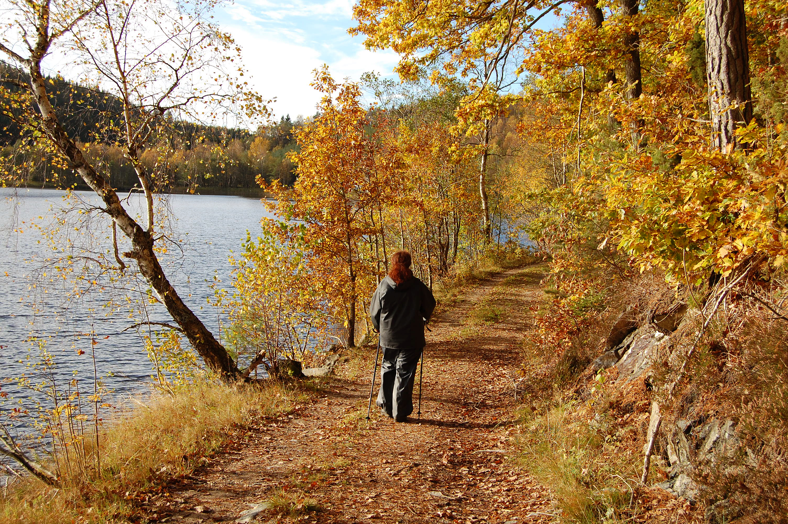 Kvinna går stavgång längst med en sjö. Starka höstfärger.