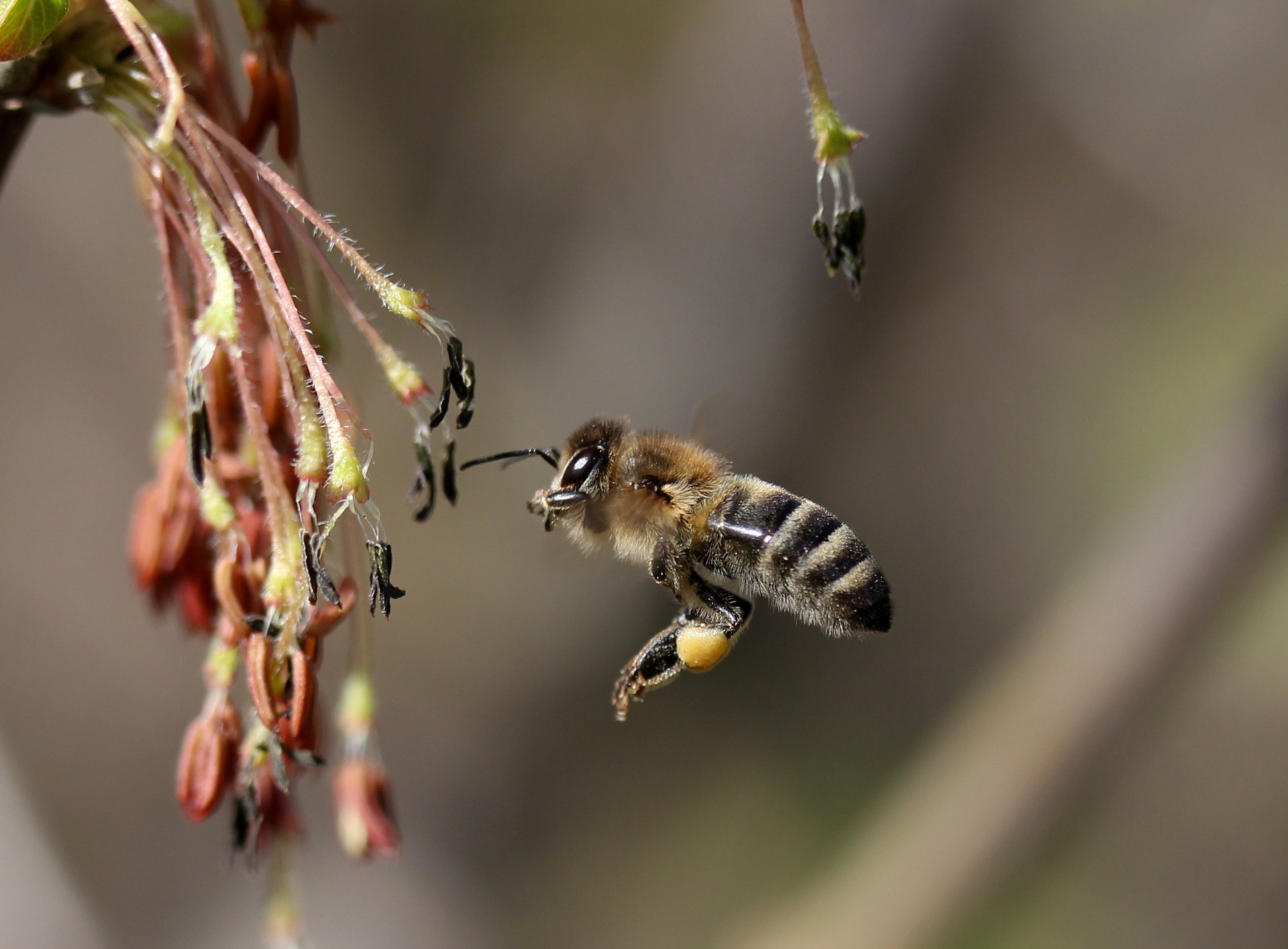 Bi som flyger mot en blomma